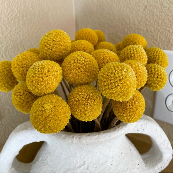 10 STEMS Dried Flowers Billy Balls - Craspedia Flowers - Picture 10 of 13